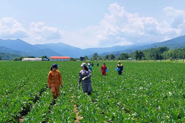 Traditional farm in the Hokkaido countryside