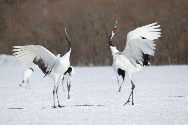 Wildlife Observation in Hokkaido-Japan school tours